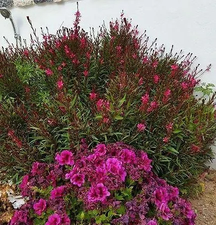 Polymnia Tatil Evi *