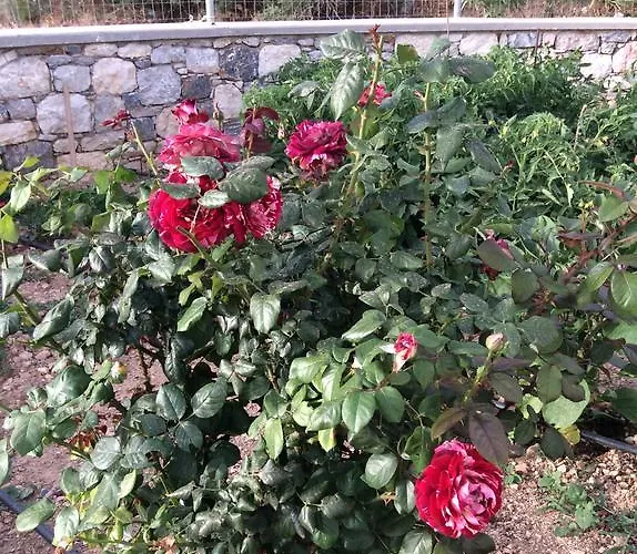 Prázdninový dům Polymnia