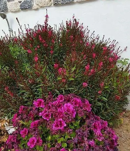 Polymnia Prázdninový dům *